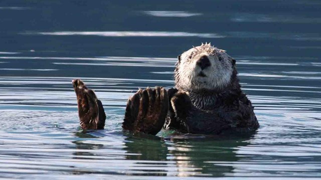 sea otters