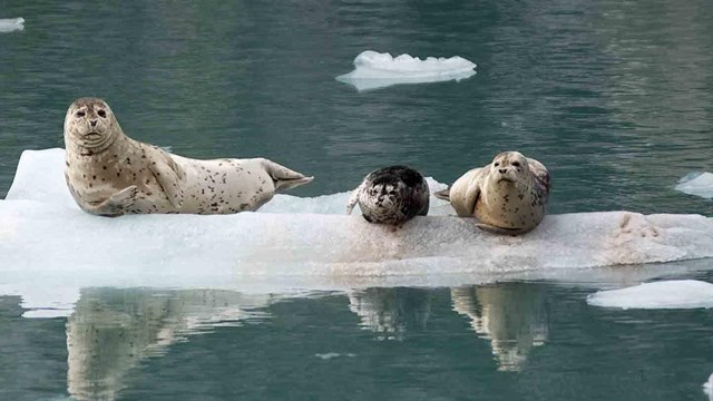 seals