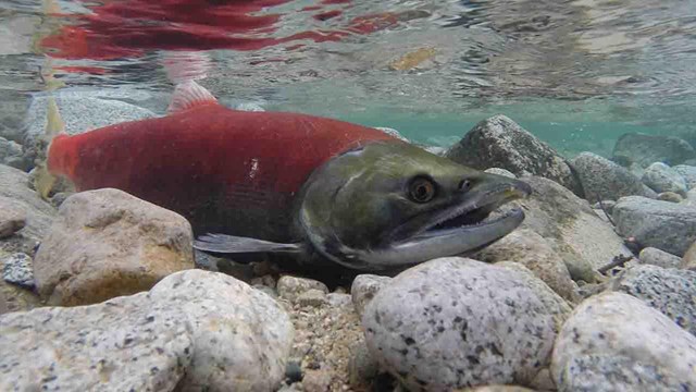 Salmon are some of the most important fisheries in Alaska.