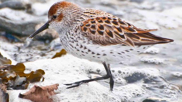 Seabirds and shorebirds are some of the most abundant wildlife in marine and coastal areas.