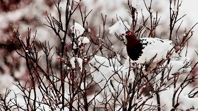 A ptarmigan well camouflaged in a snowy bush.