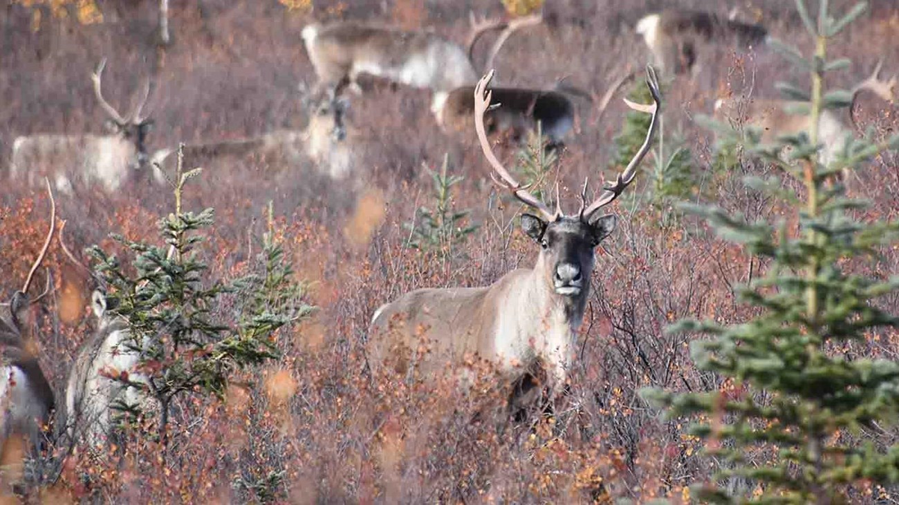 a herd of caribou