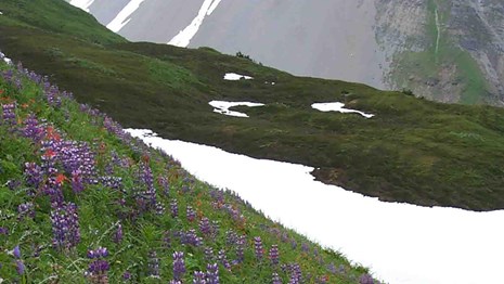 Soils in Glacier Bay.