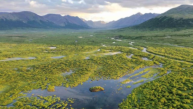 A beaver dam floods the tundra.
