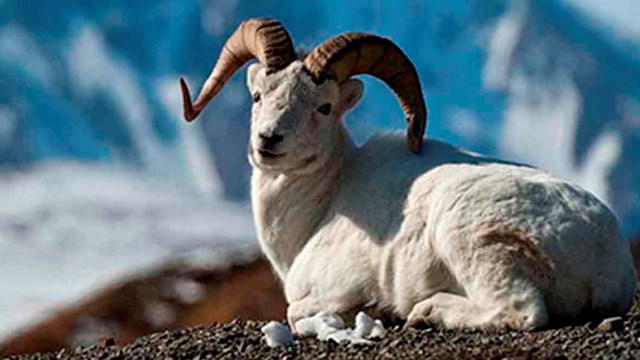 A Dall's sheep high in Denali's mountains.