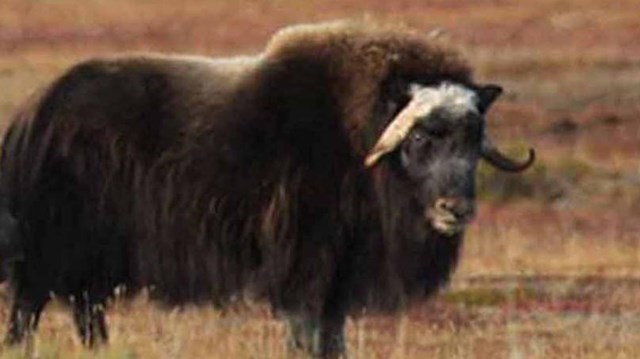 Two muskoxen in the Arctic tundra