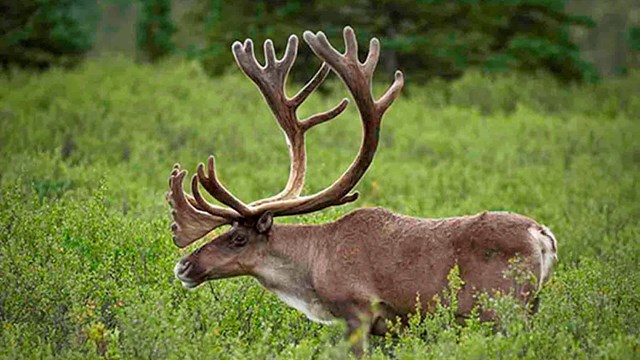 Bull caribou