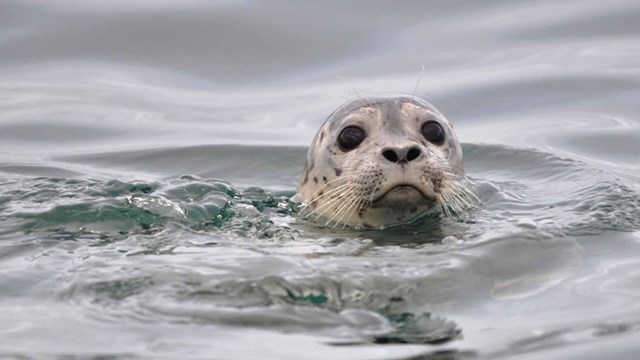 Harbor seal popping out of the water