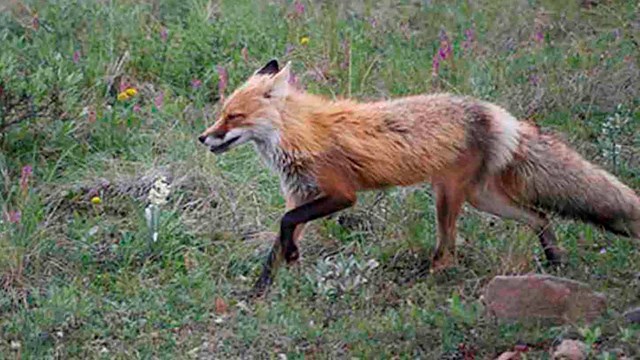 A fox trots through a meadow