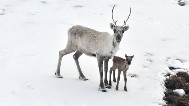 A caribou with calf in the snow.