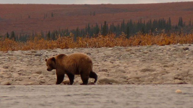 A brown bear walks the beach along an Arctic River.