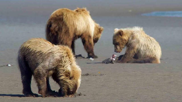 Three bears eat clams on the beach.
