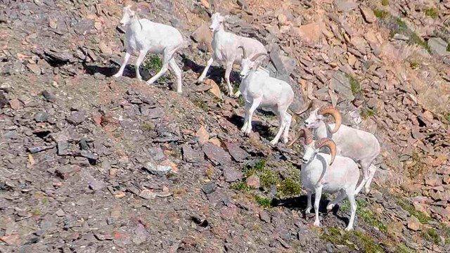 A band of rams and ewes, Dall's sheep on a rocky slope.