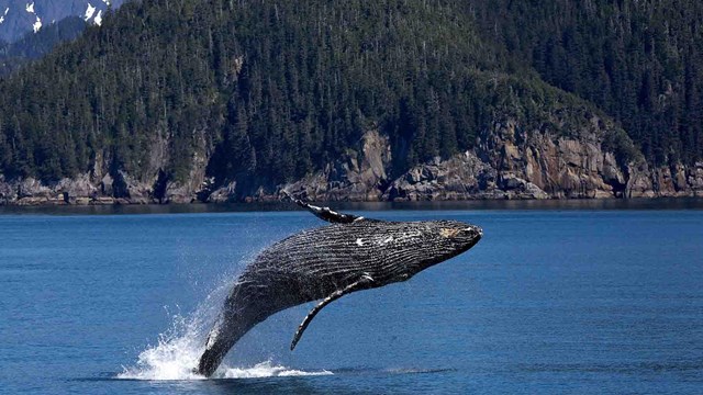 A humpback whale breaches off the coast.