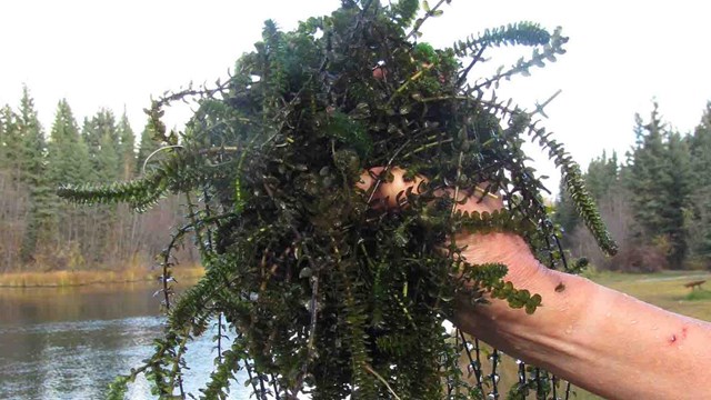 A handful of Elodea, an aquatic invasive species.