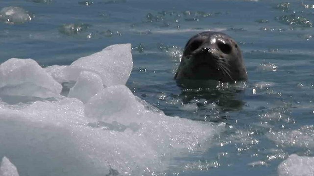 a curious seal pops out of the icy waters