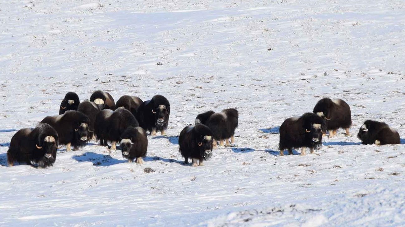 A researcher glasses a group of muskoxen.