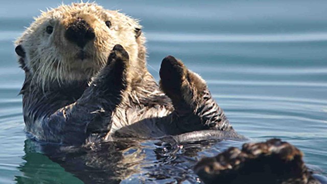 A sea otter floats on its back.