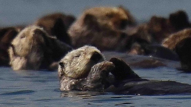A raft of sea otters float together.