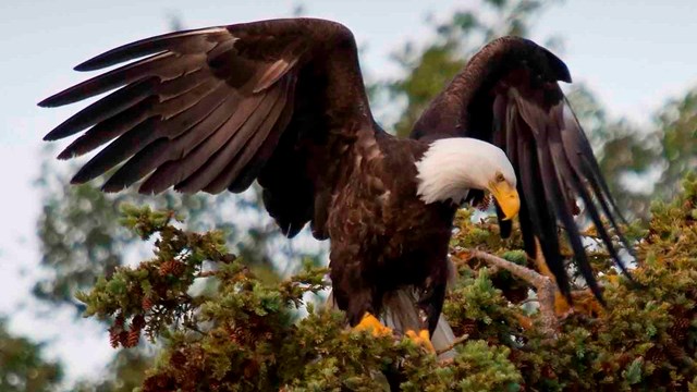 A bald eagle dries its wings at the top of a tree.