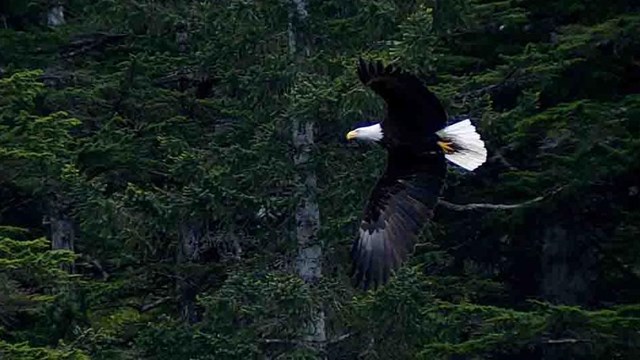 An eagle flies with the dark forest background.