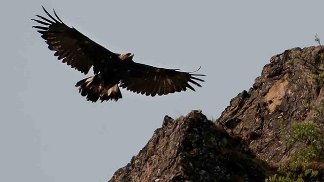 A golden eagle soars above a rocky outcrop in Denali.