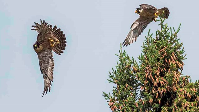 Two peregrine falcons on the wing.