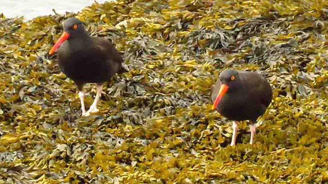 Two black oystercatchers on exposed kelp at low tide.