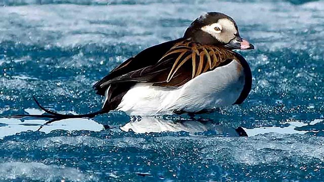 A long-tailed duck sits on ice in coastal waters.
