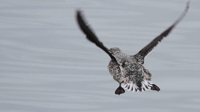 A Kittlitz's Murrelet flies away--that's the best time to identify them.