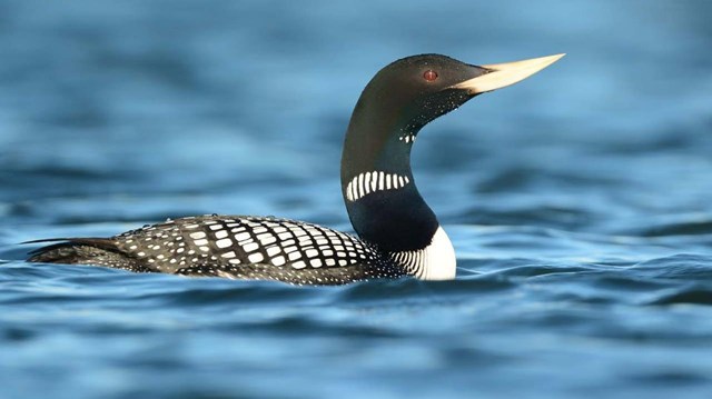 A yellow-billed loon floats on a lake.
