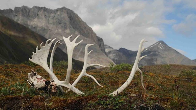 A caribou skull in the Oolah Valley of Gates of the Arctic.