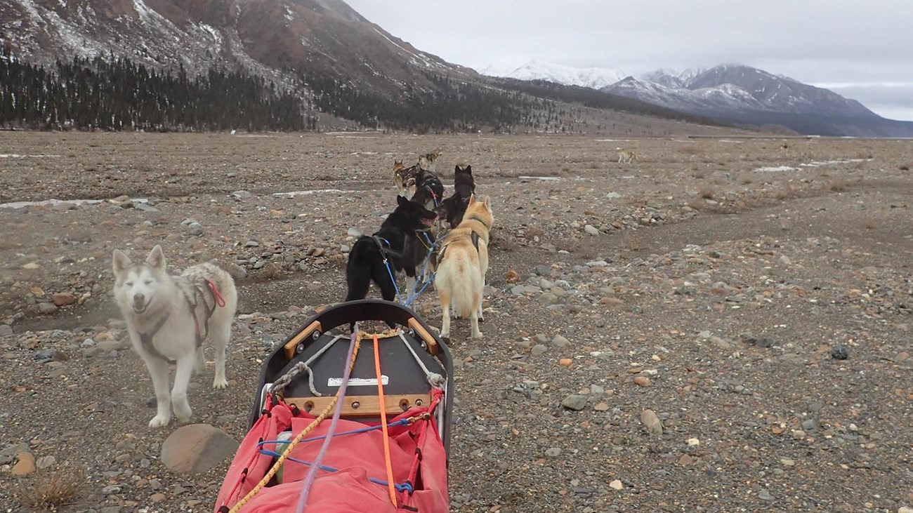 A dog sled team has run out of snow.