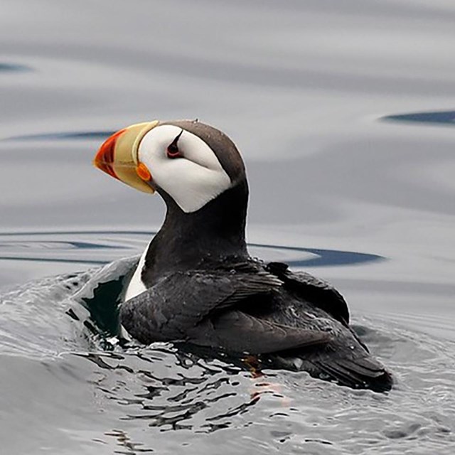 A close up image of a Horned Puffin