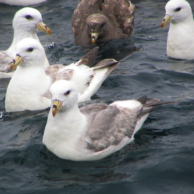 A close up image of a group of Northern Fulmars resting on the water.