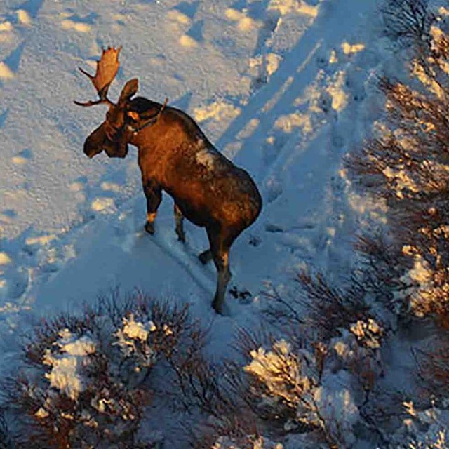 An aerial view of a bull moose in the snow.