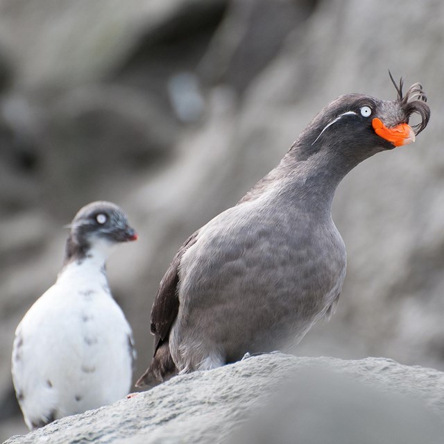 A close up image of a Crested Auklet and chick on a rocky cliff ledge.