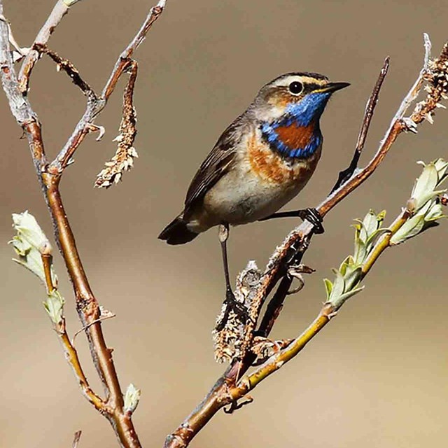 A bluethroat sits in a branch. 