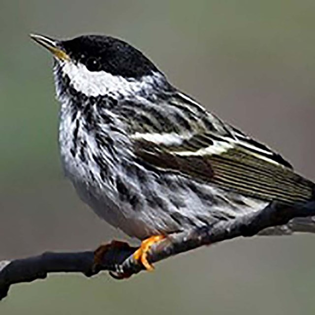 A black and white warbler perches on a branch.