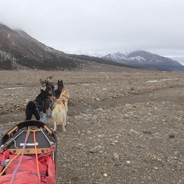 A dog sled team has run out of snow.