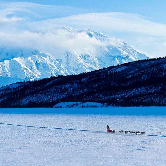 A sled dog team travels over snow under Denali.