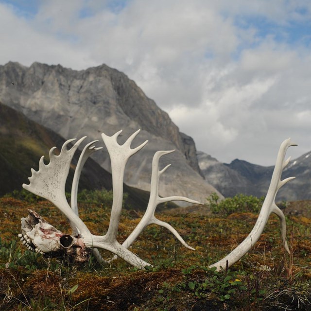 Caribou antlers and skull in the foreground of a valley surrounded by mountains.