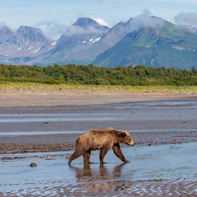 A bear walks along a beach with mountains in the background.
