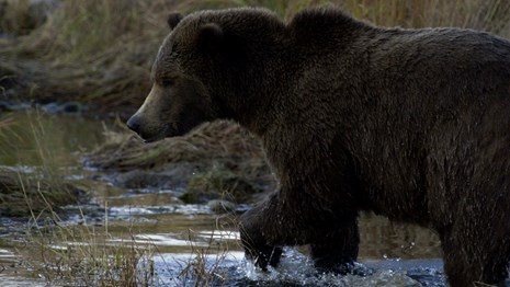 Bear walking in water