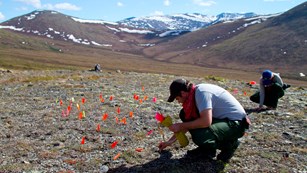 An archeologist places orange marker flags in the ground.