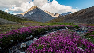 purple wildflowers near a creek in a valley surrounded by steep mountain peaks