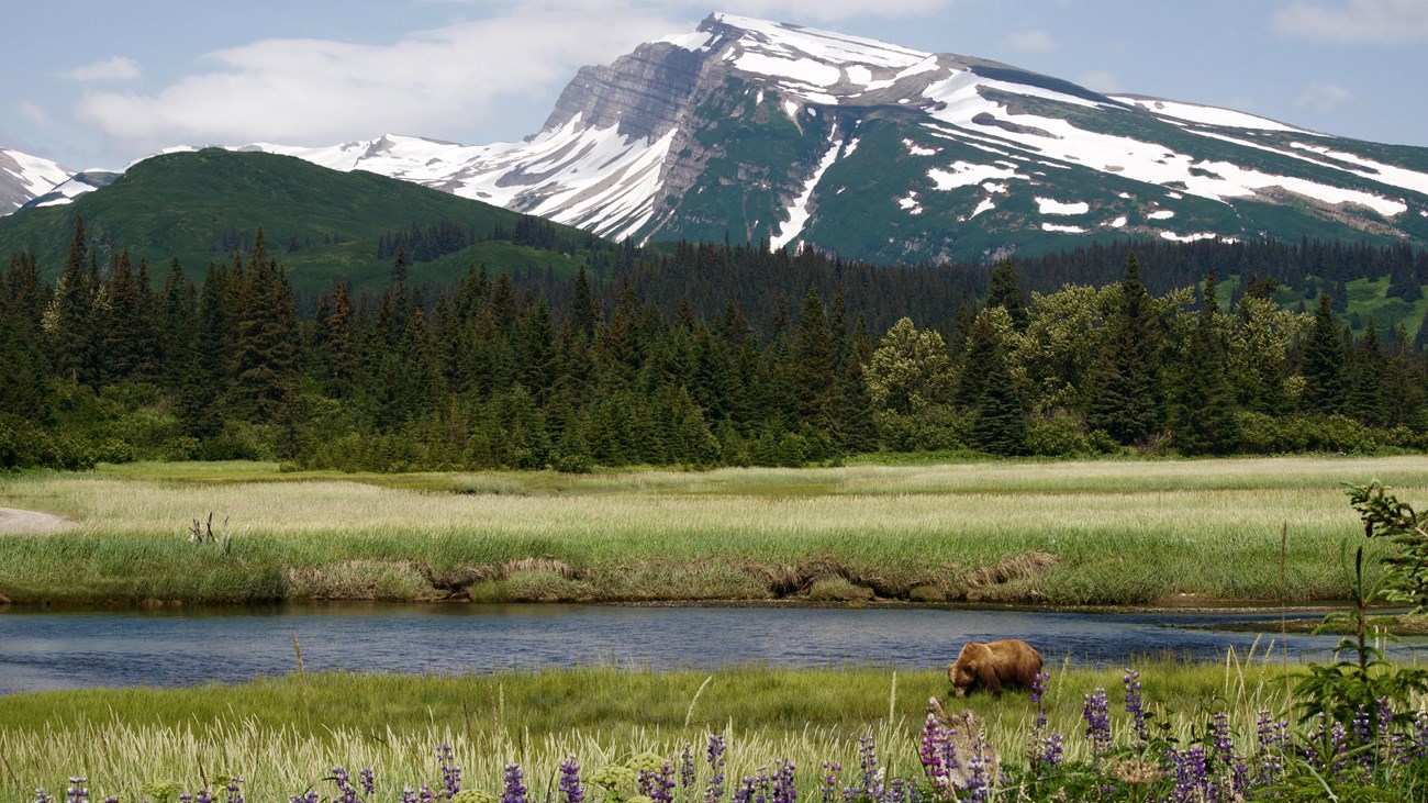 bear walking through grassy field with purple flowers in foreground and snow covered mountains in ba