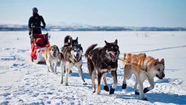 a dog sled team mushes across a snowy landscape