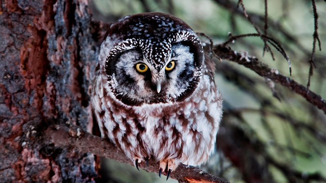 an owl perches on a tree branch