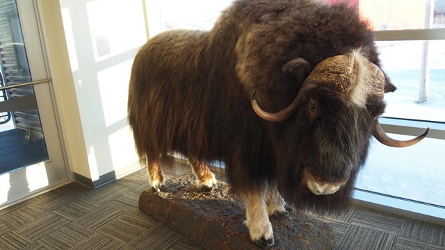 a musk ox exhibit at the northwest arctic heritage center